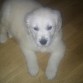Aqui Altair con 2 meses. Para que veáis que cambio